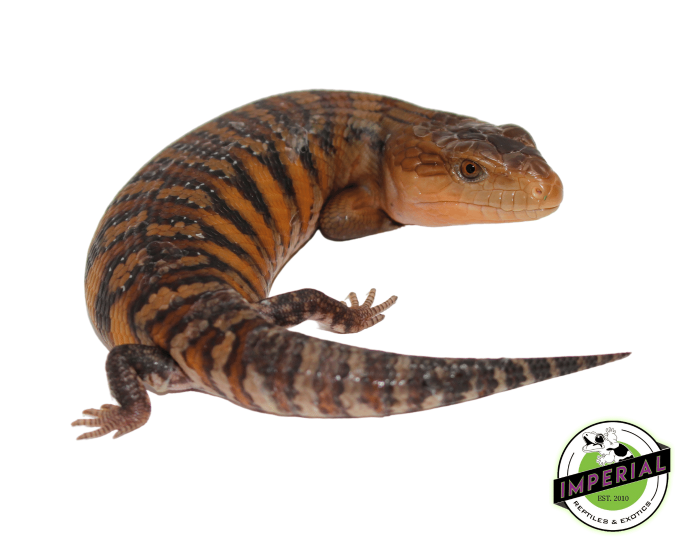Red Sunrise Northern Blue Tongue Skink Baby