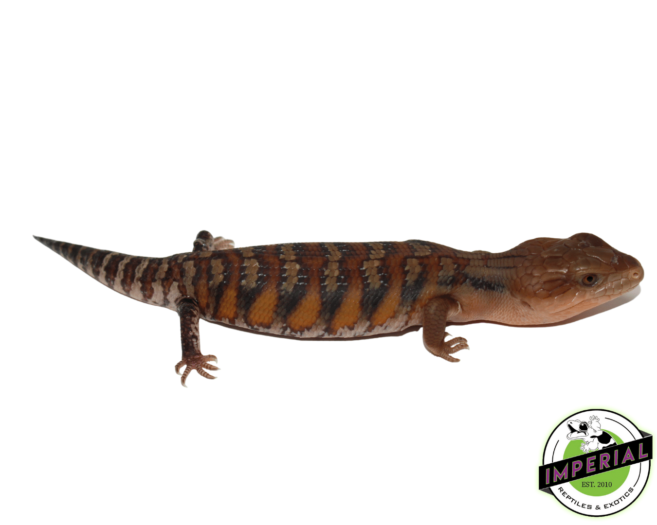 Red Sunrise Northern Blue Tongue Skink Baby — image 2