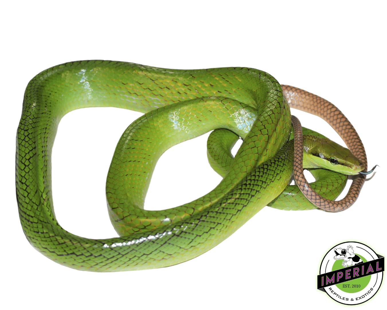 Red Tail Green Rat Snake