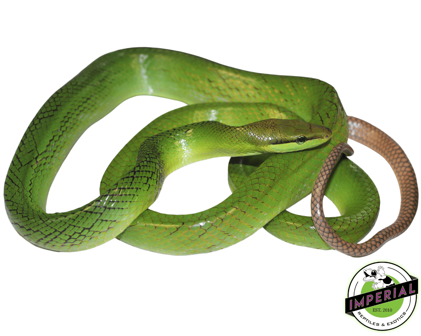 Red Tail Green Rat Snake — image 2
