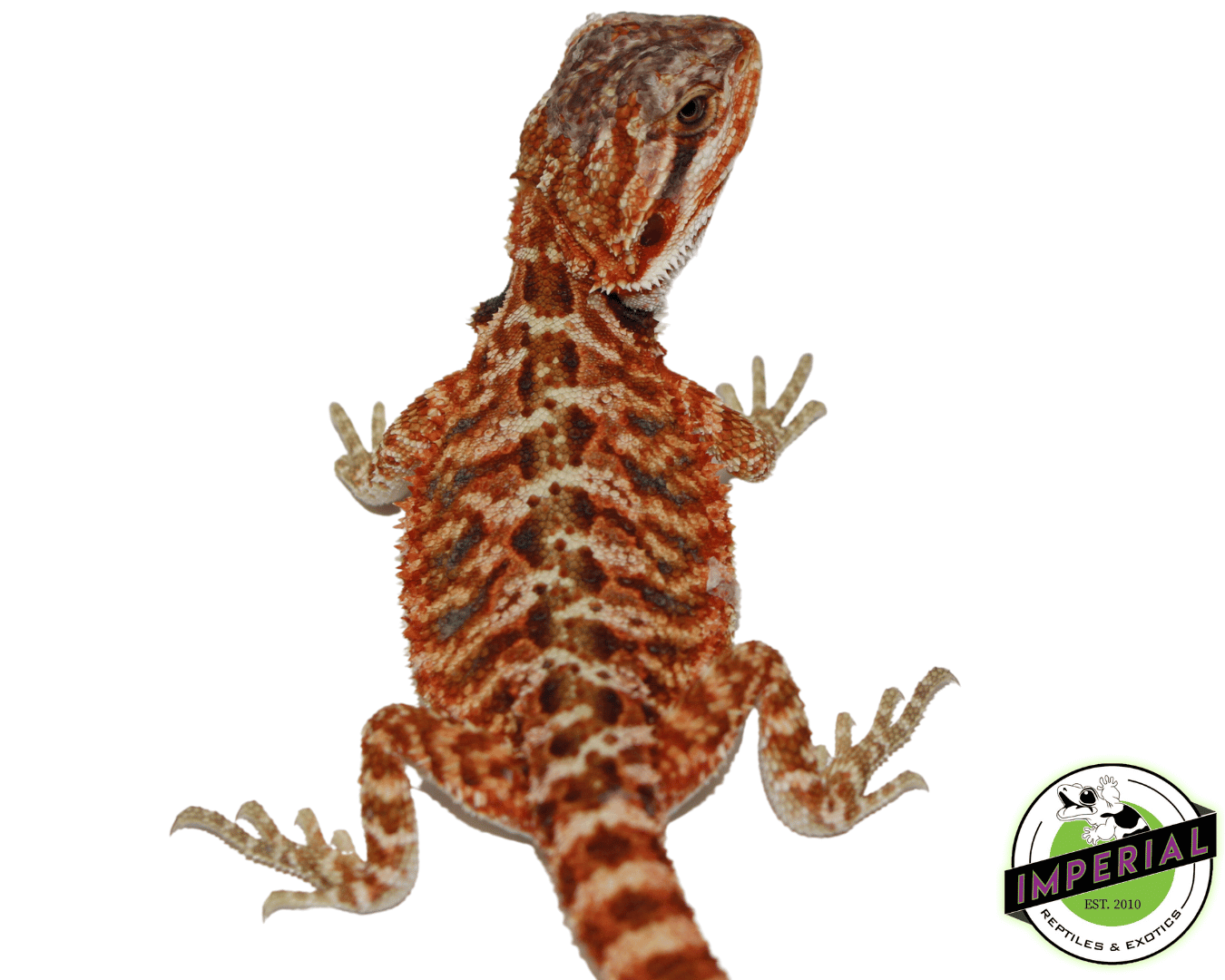 Red Tiger Bearded Dragon Baby — image 2