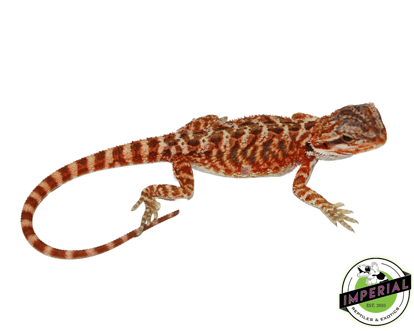 Red Tiger Bearded Dragon Baby