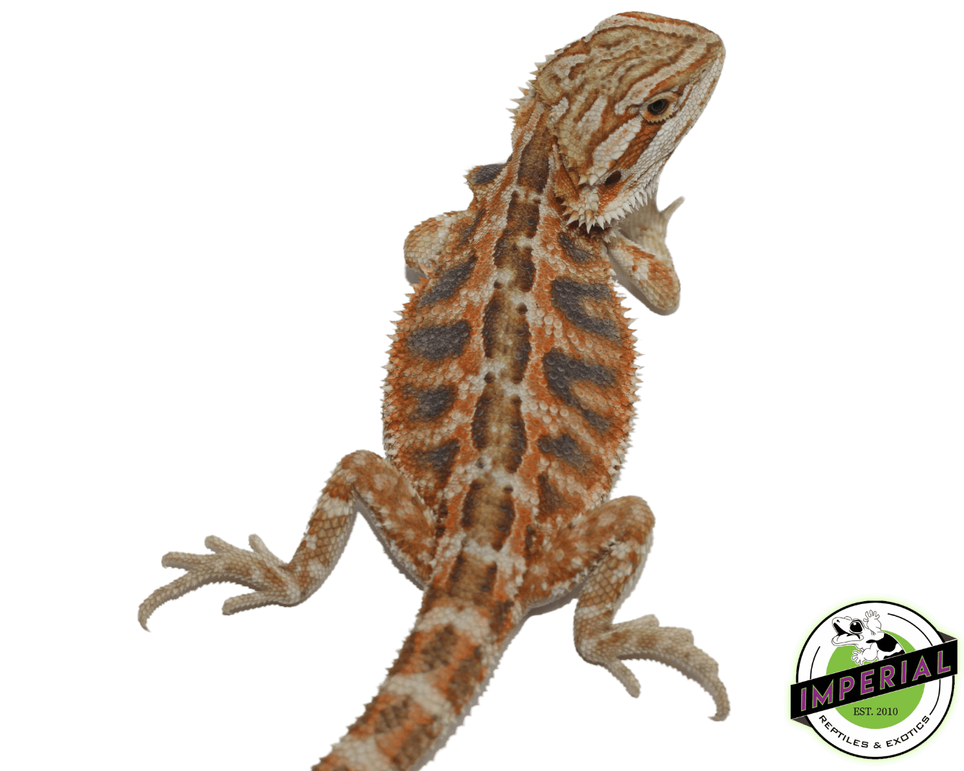 Red Tiger Hypo Bearded Dragon — image 2