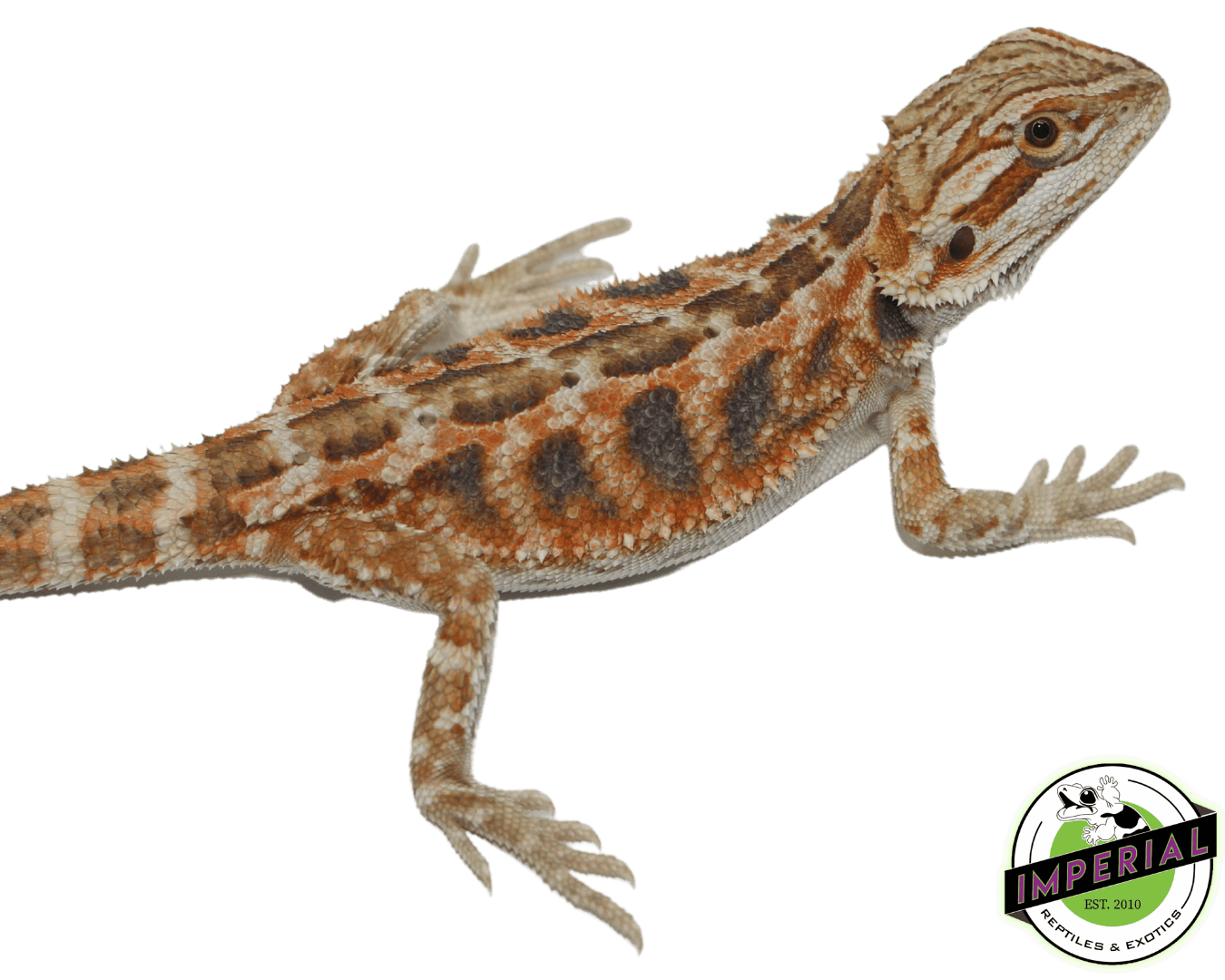 Red Tiger Hypo Bearded Dragon