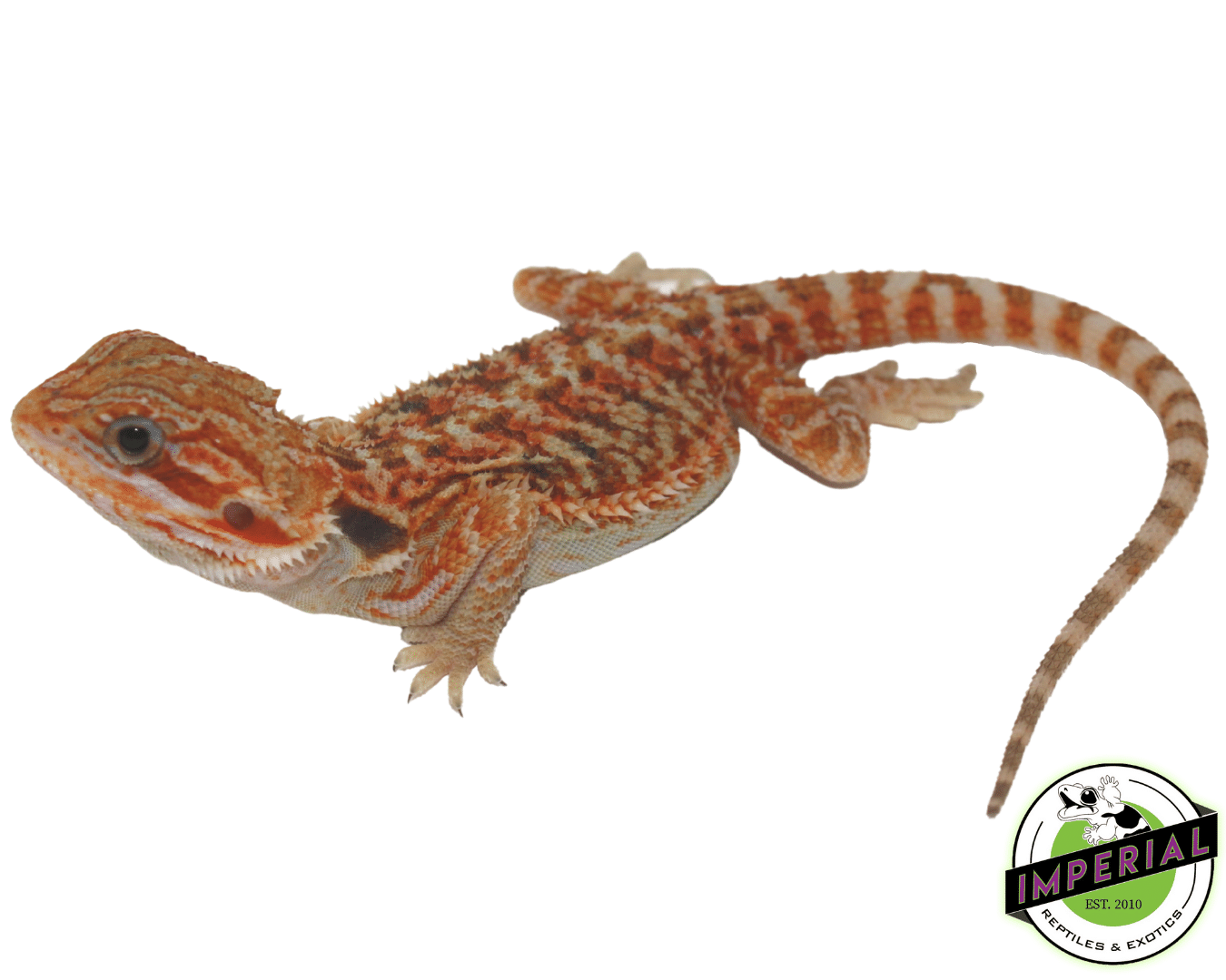 Red Trans Juvenile