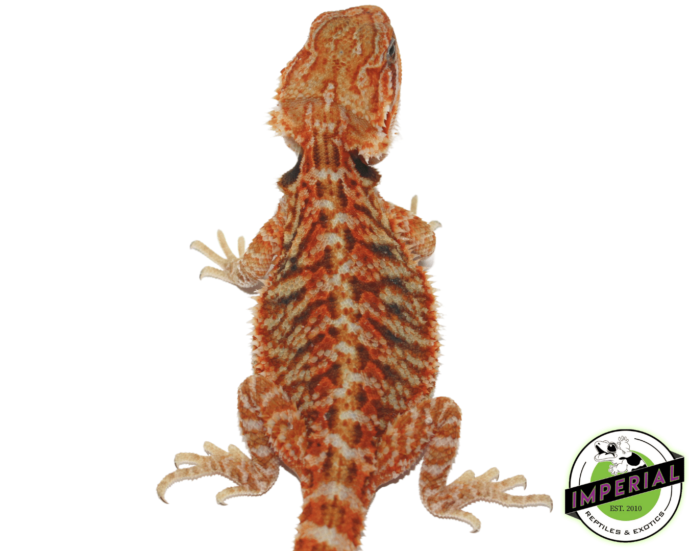 Red Trans Juvenile — image 2