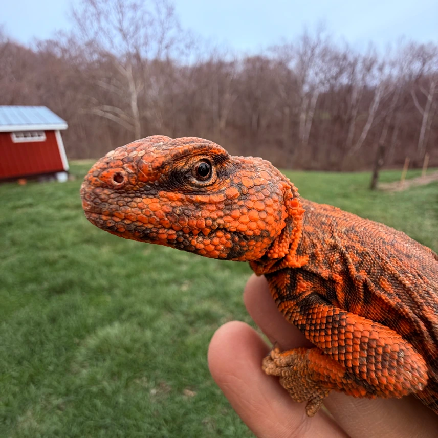 RED Uromastyx — image 2