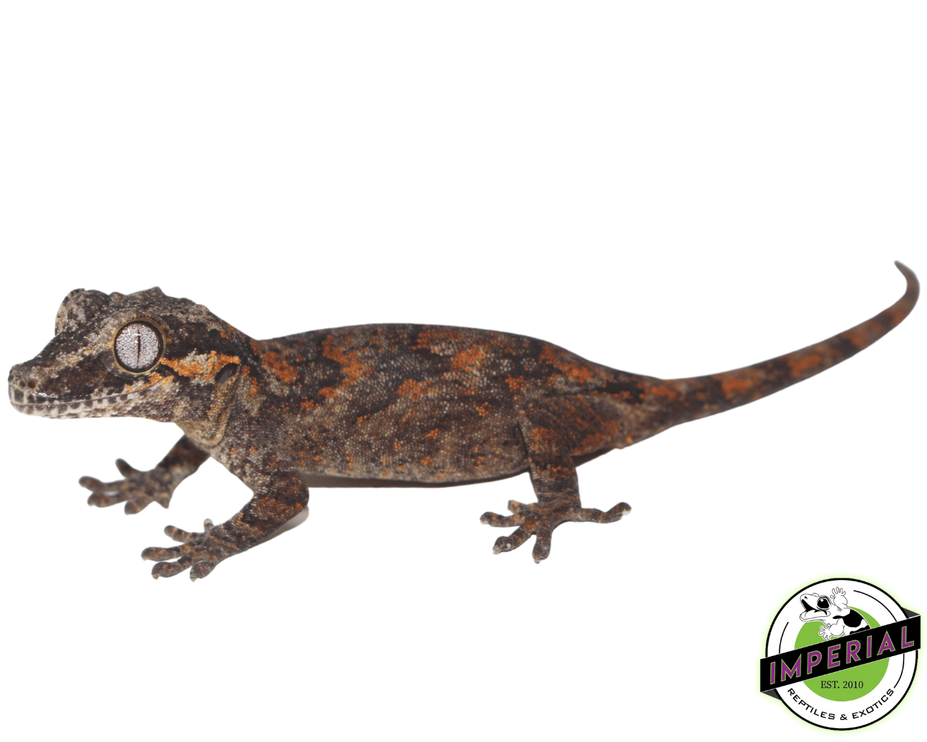 Reticulated Gargoyle Gecko