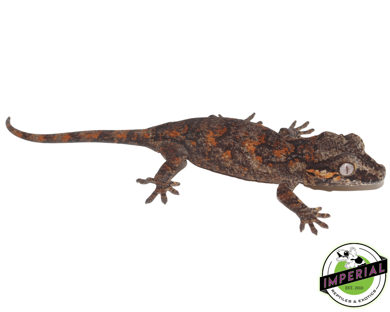Reticulated Gargoyle Gecko — image 2