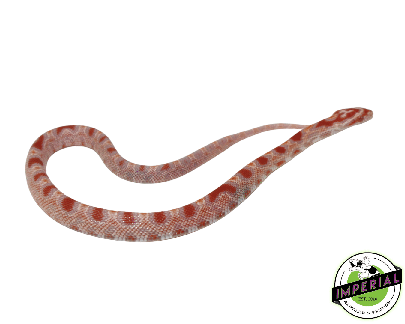 Reverse Okeetee Corn Snake — image 2