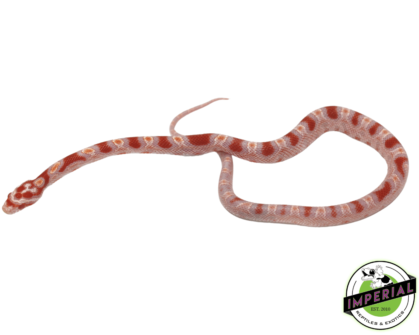 Reverse Okeetee Corn Snake