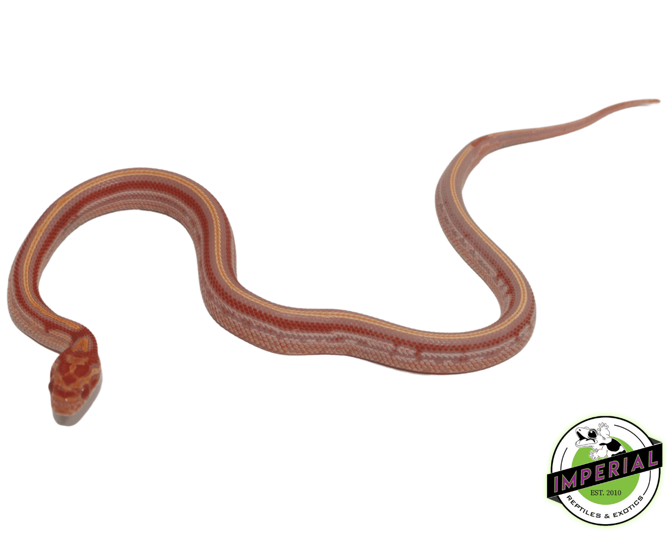 Reverse Okeetee Tessera Corn Snake — image 2