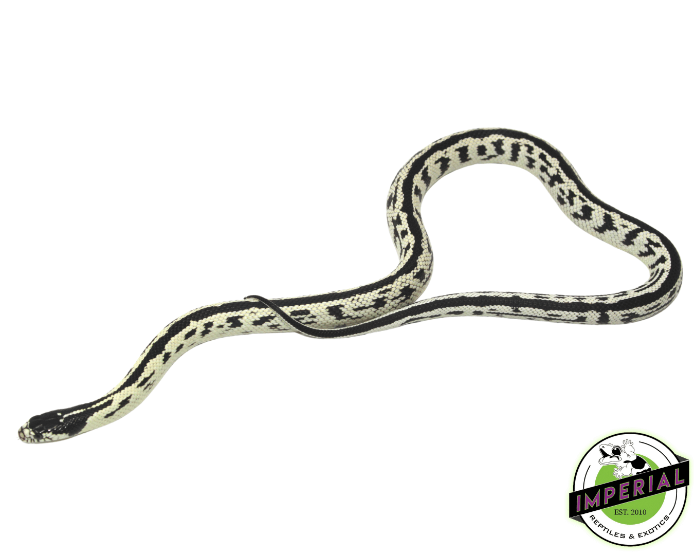 Reverse Stripe California Kingsnake Baby