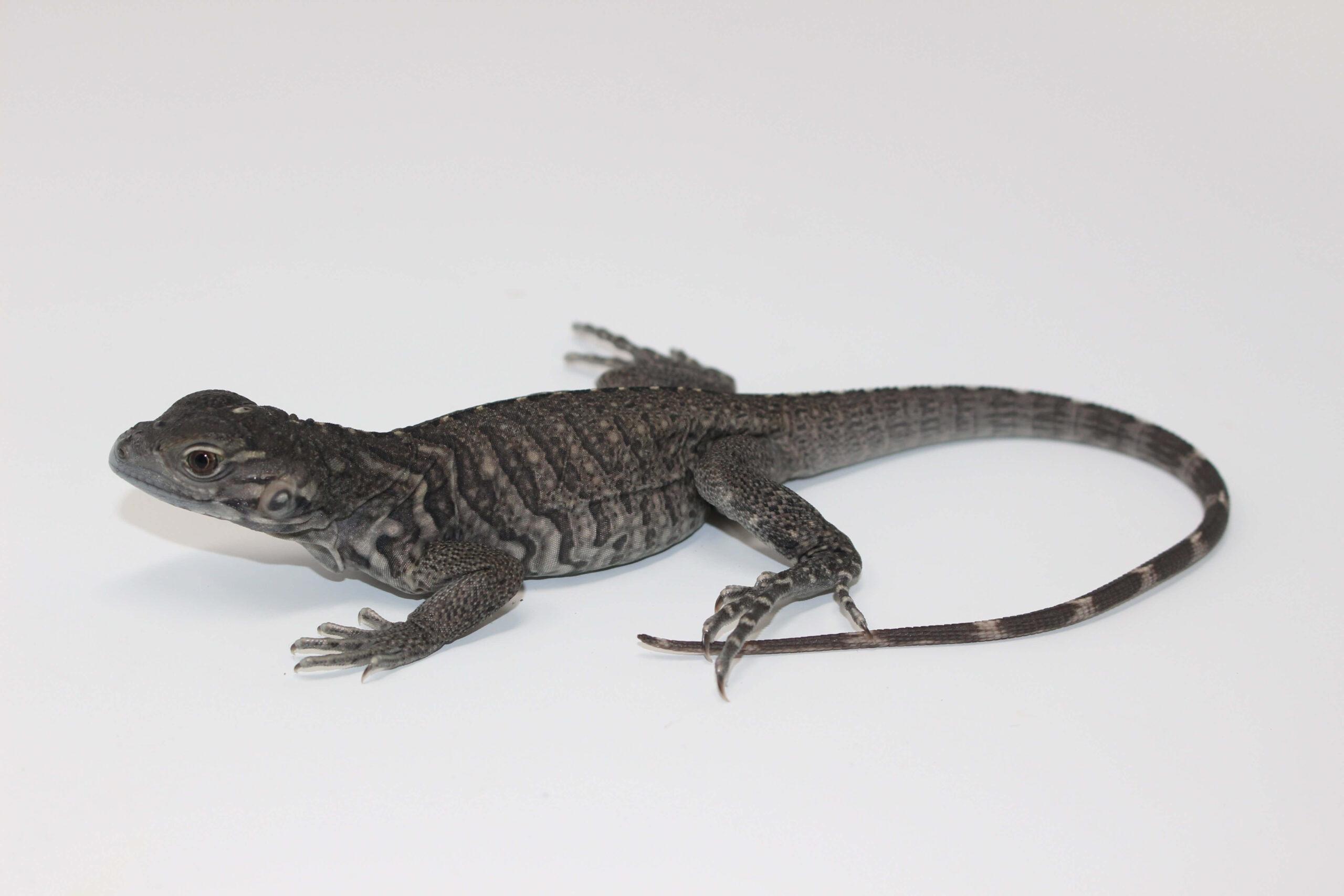 Rhino Iguana Baby — image 2