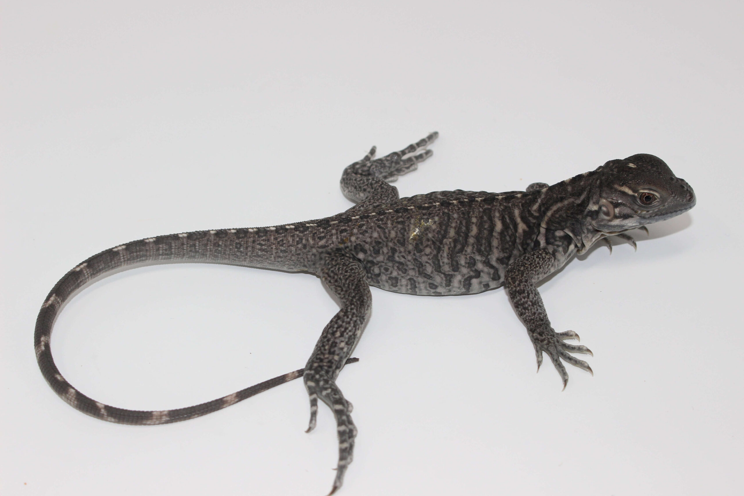 Rhino Iguana Baby — image 3