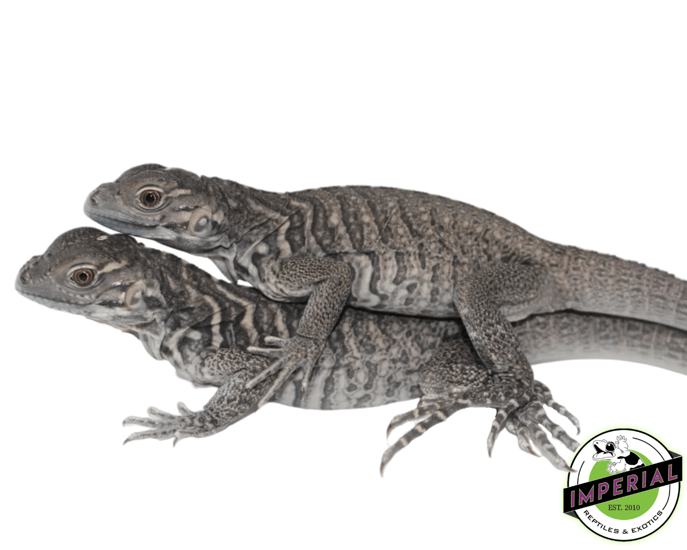 Rhino Iguana Baby