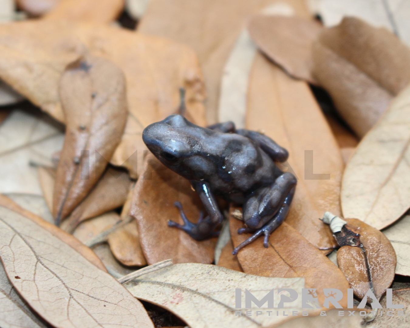 Rio Cascajal Dart Frog (Dendrobates auratus) — image 2