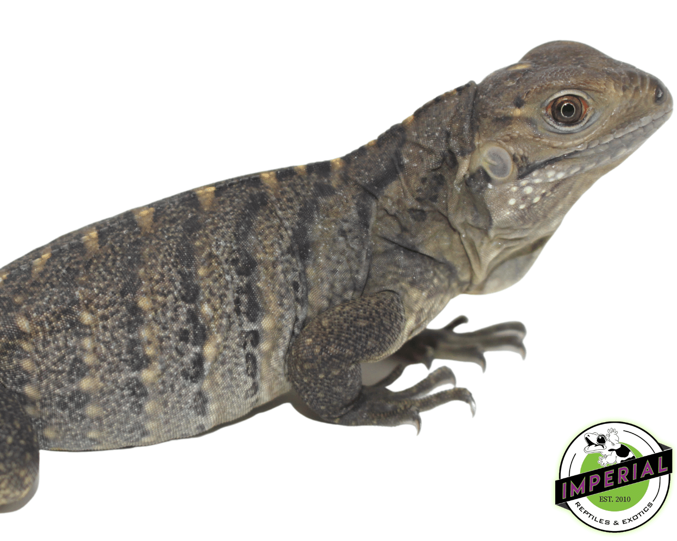 Rock Iguana Baby (Cyclura nubila) — image 2