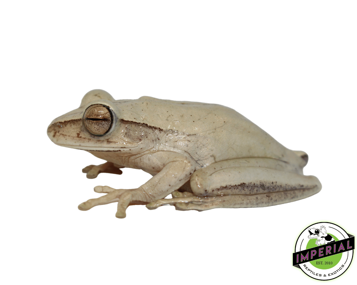 Rocket Tree Frog — image 2