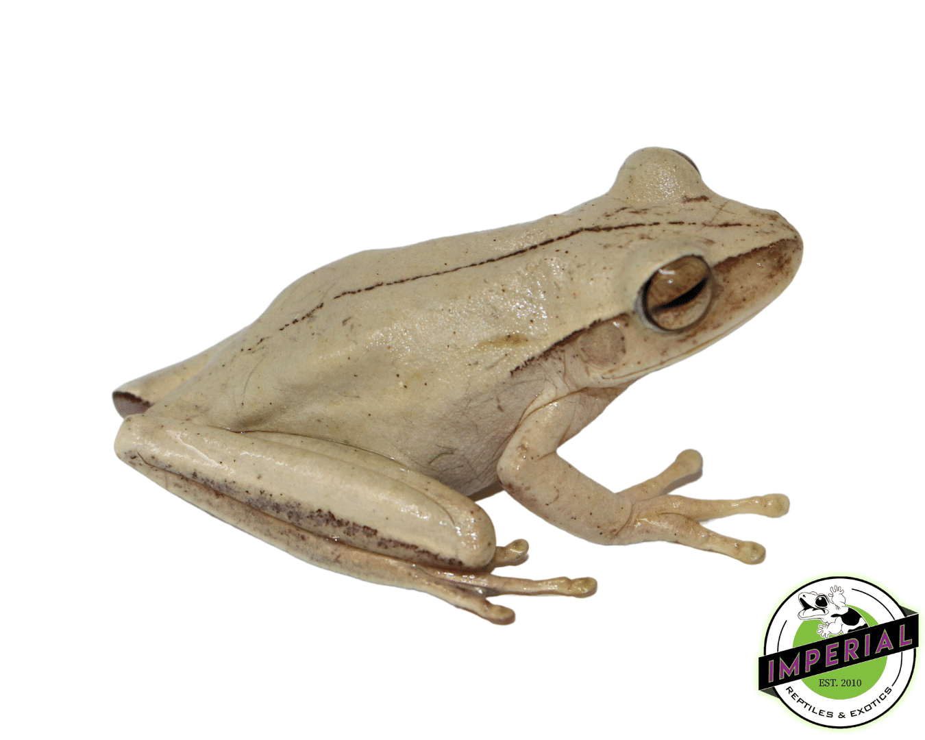 Rocket Tree Frog
