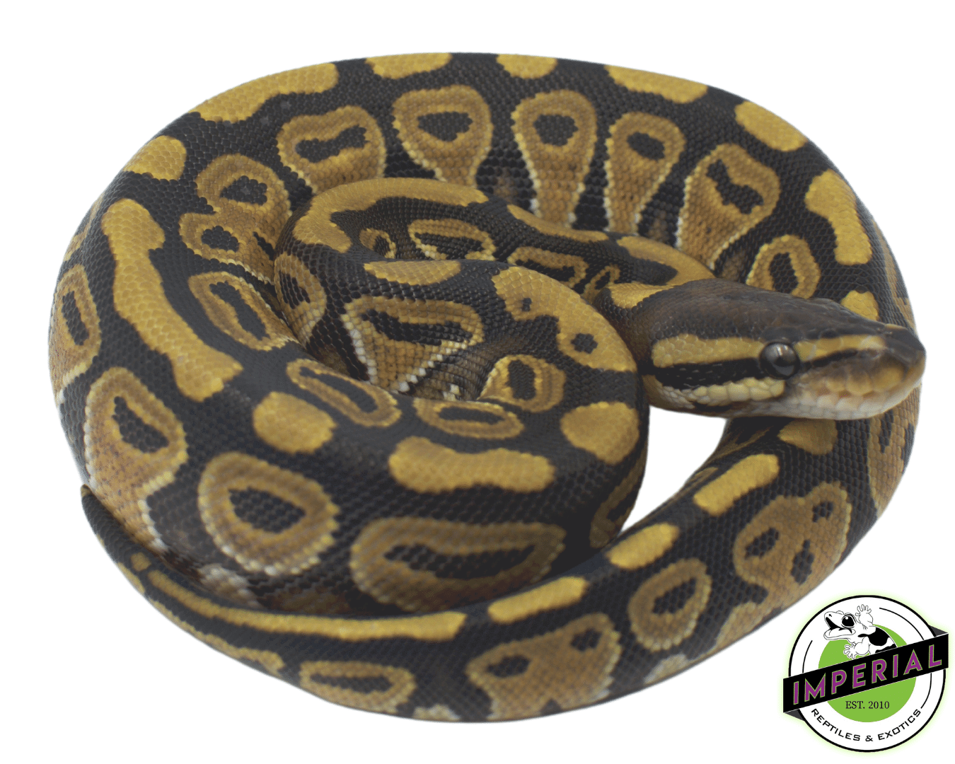 Russo Ball Python Baby