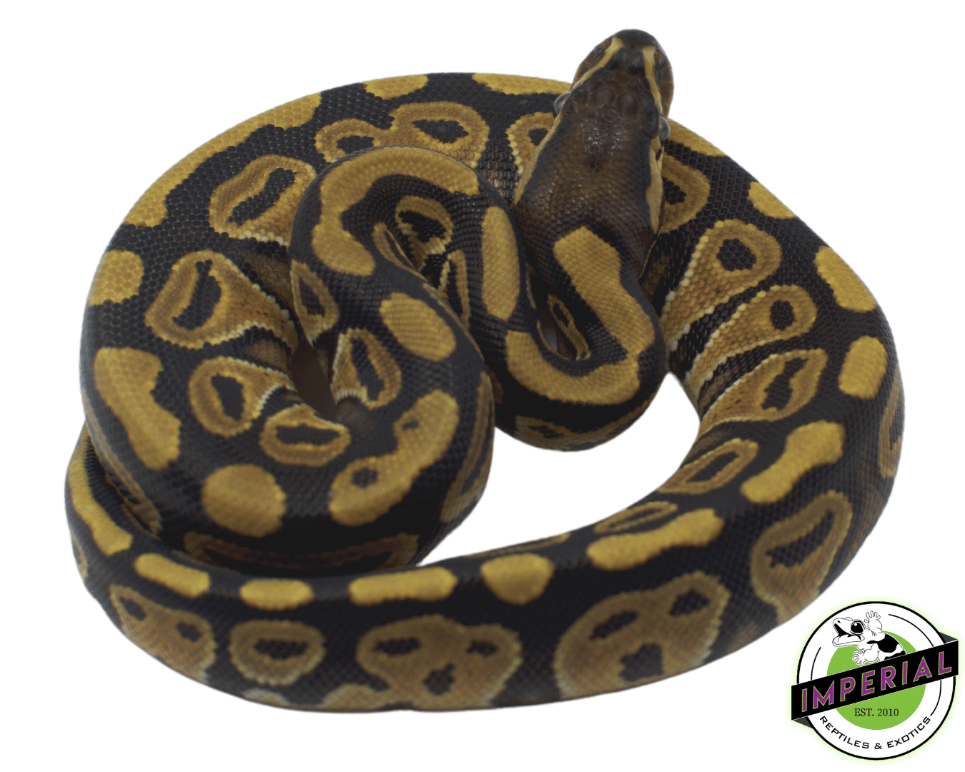 Russo Ball Python Baby — image 2