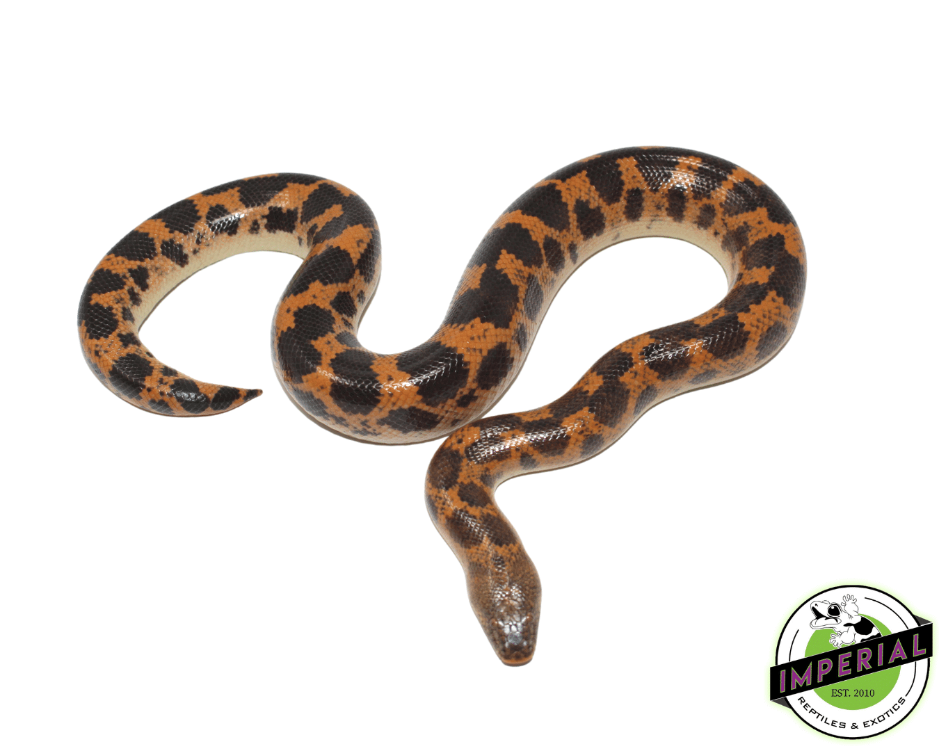 Saharan Sand Boa — image 3