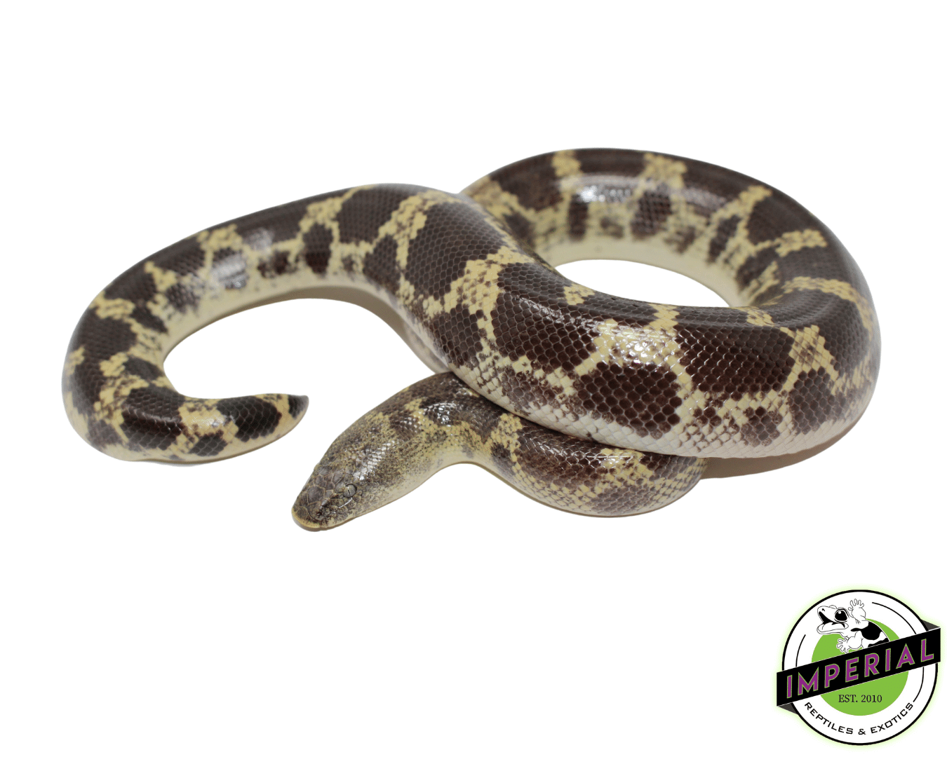 Saharan Sand Boa — image 2