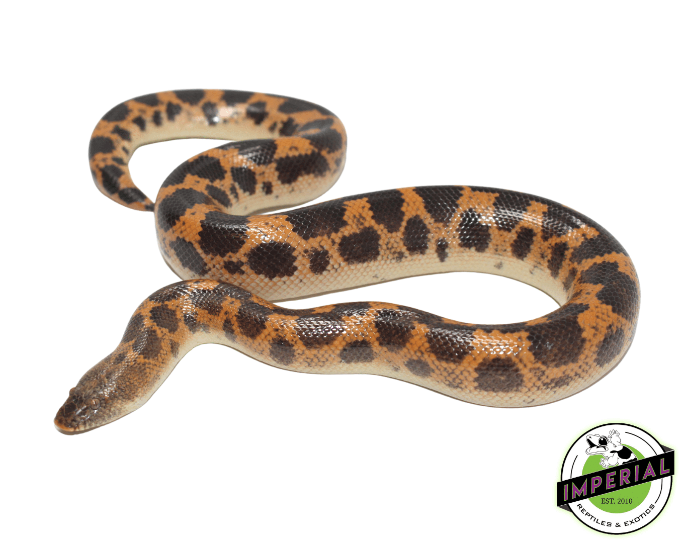 Saharan Sand Boa
