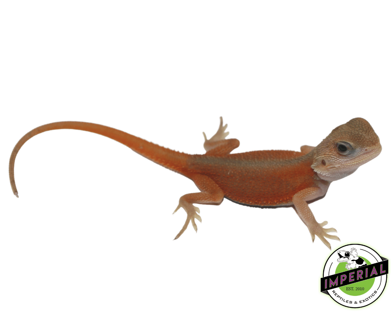 Salmon Back Translucent Witblits Bearded Dragon