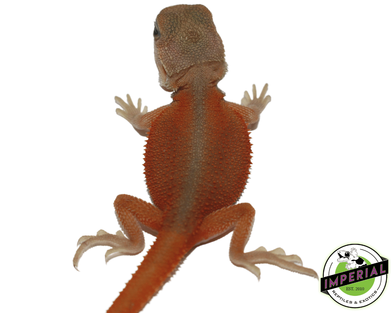Salmon Back Translucent Witblits Bearded Dragon — image 2