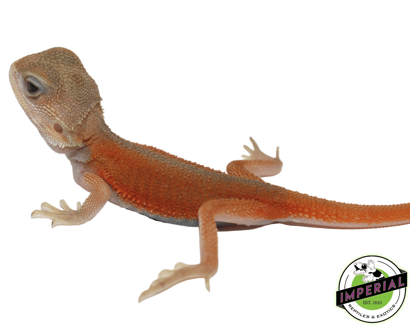 Salmon Back Translucent Witblits Bearded Dragon — image 3