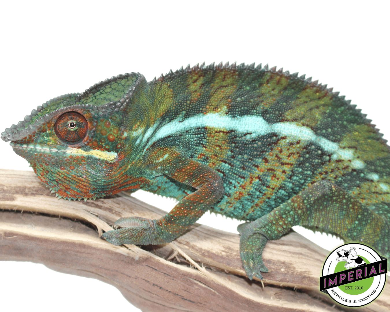 Sambava Panther Chameleon