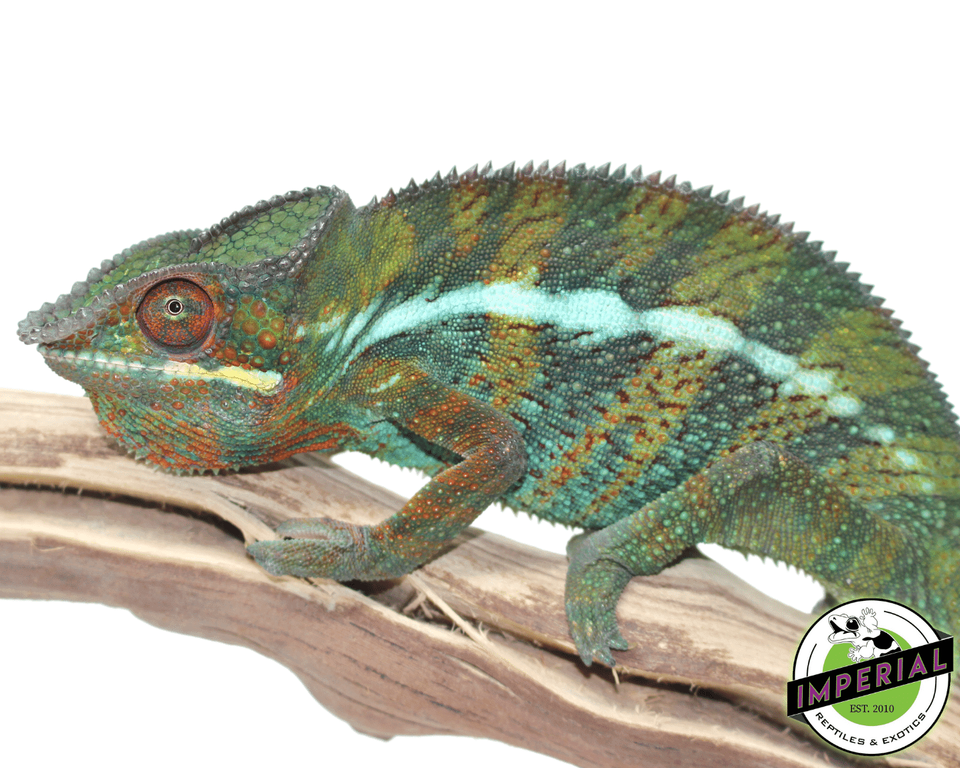 Sambava Panther Chameleon — image 2