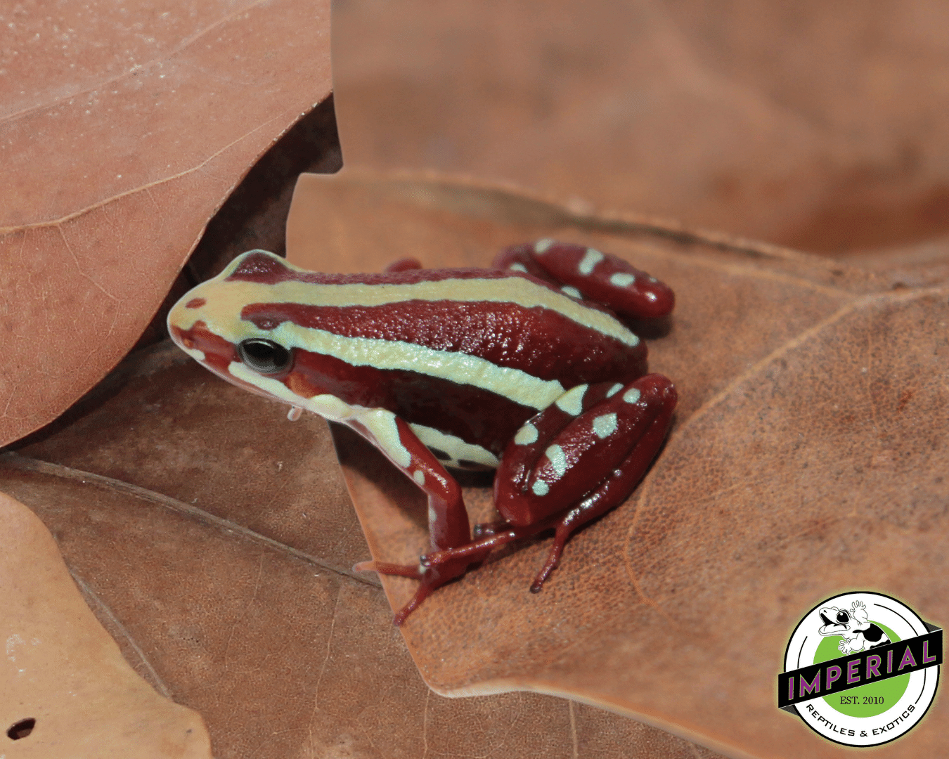 Santa Isabel Phantasmal Posion Dart Frog (Epipedobates anthonyi)