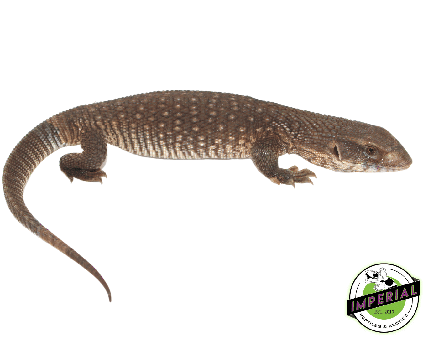 Savannah Monitor Juvi