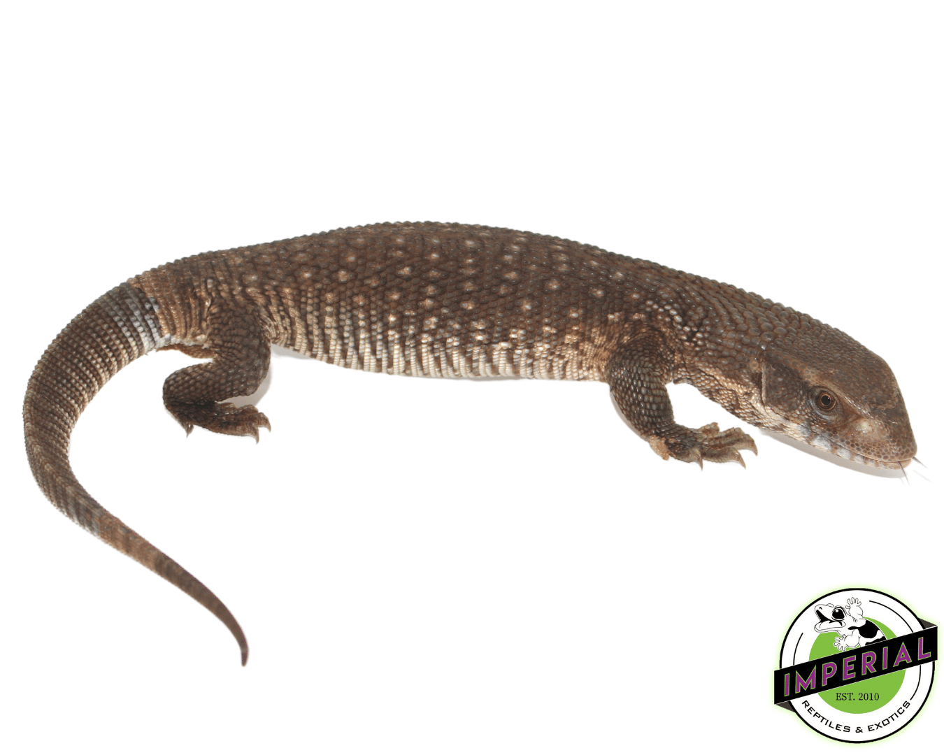Savannah Monitor Juvi — image 2