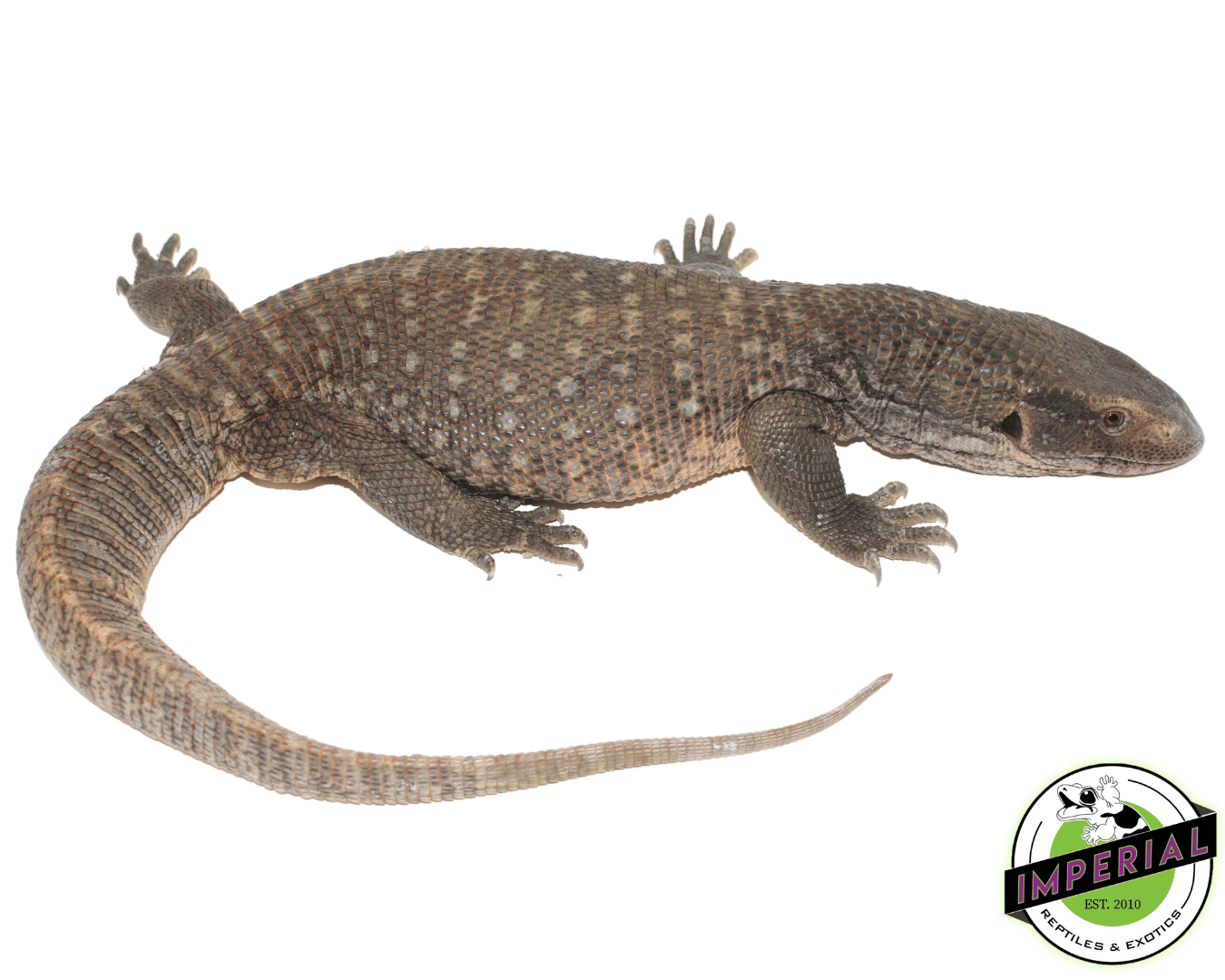 Savannah Monitor
