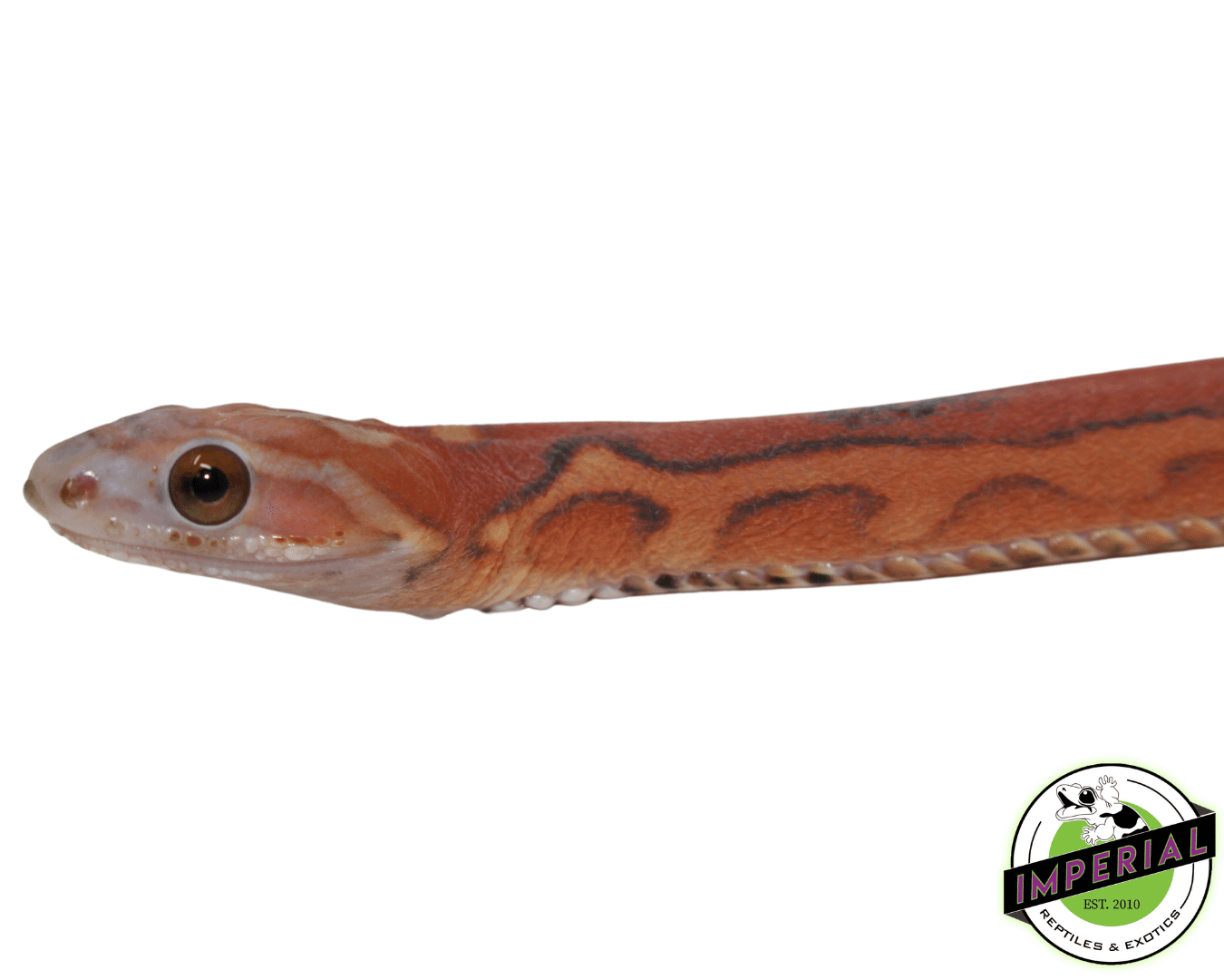Scaleless Everglades Rat Snake Baby — image 2