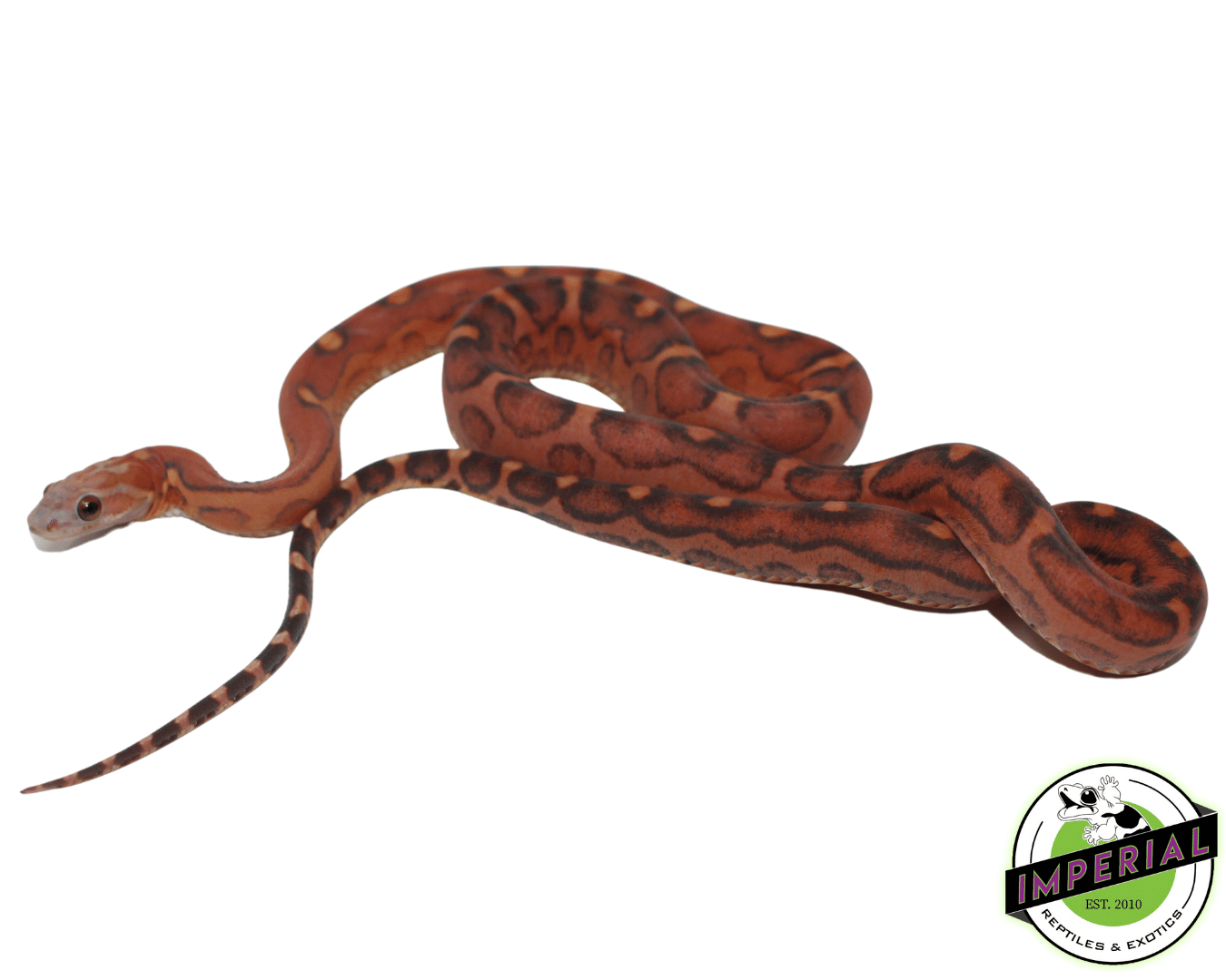 Scaleless Everglades Rat Snake Baby