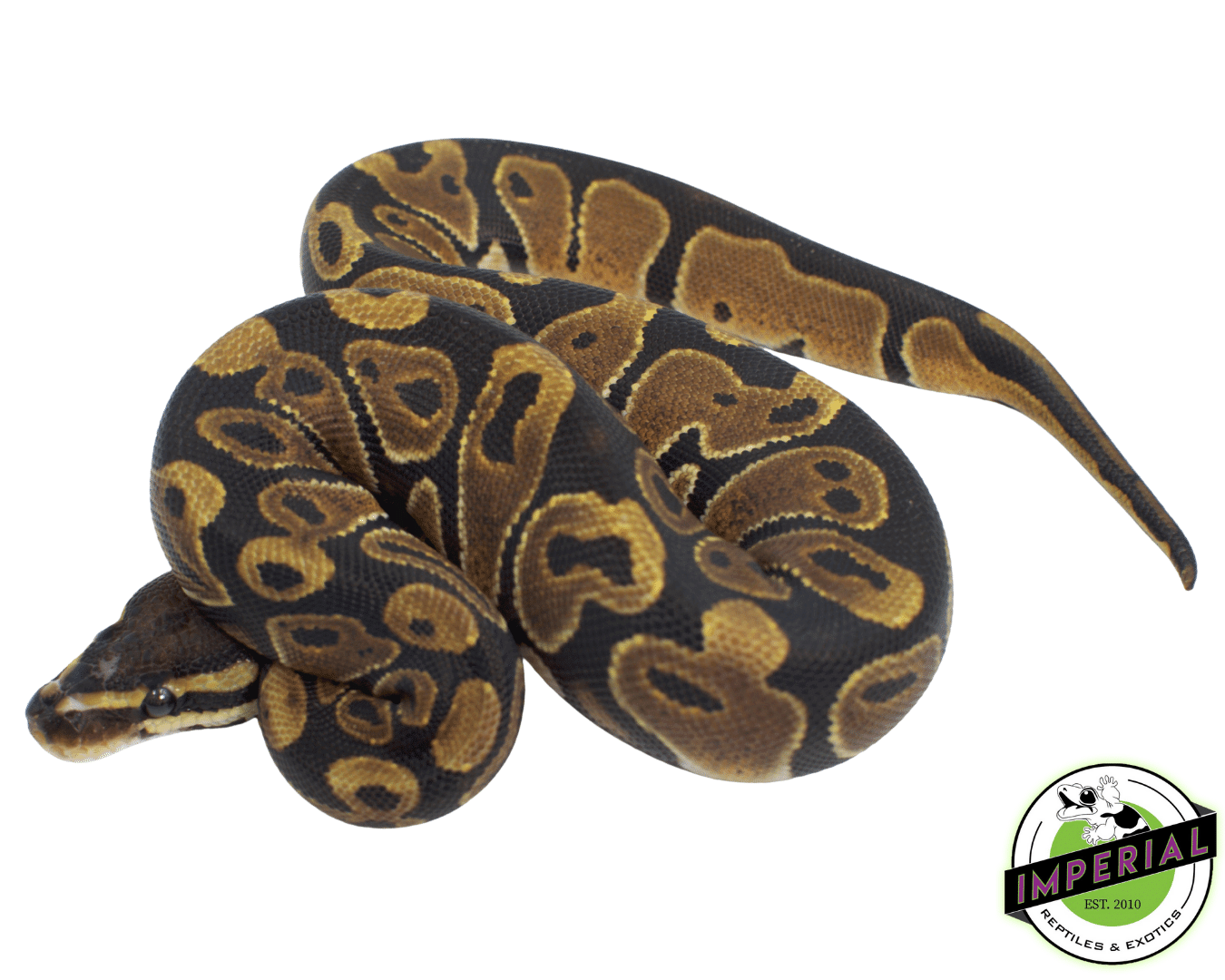 Scaleless Head het. Albino Ball Python