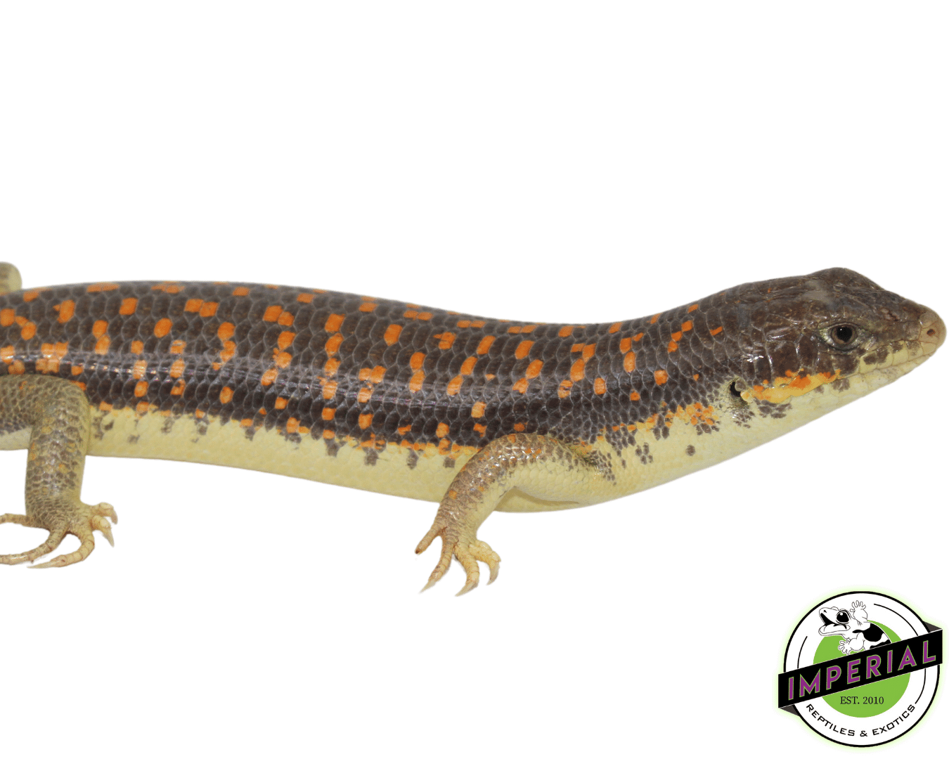 Schneider Skink — image 2