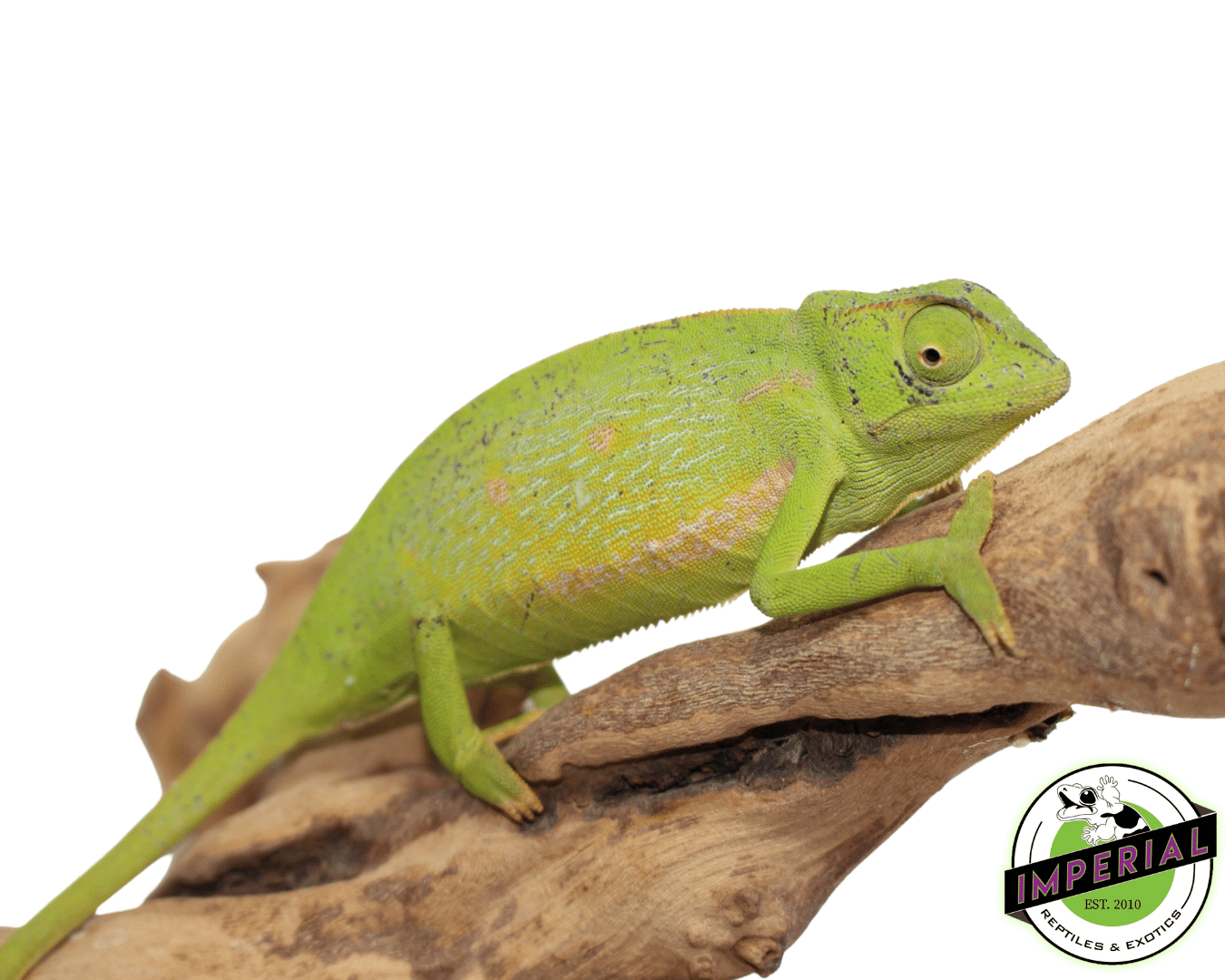 Senegal Chameleon
