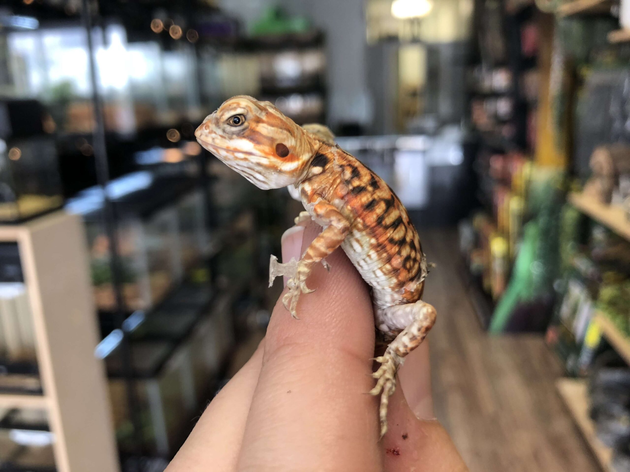 Silkback Bearded Dragon Baby (Online Only) — image 2