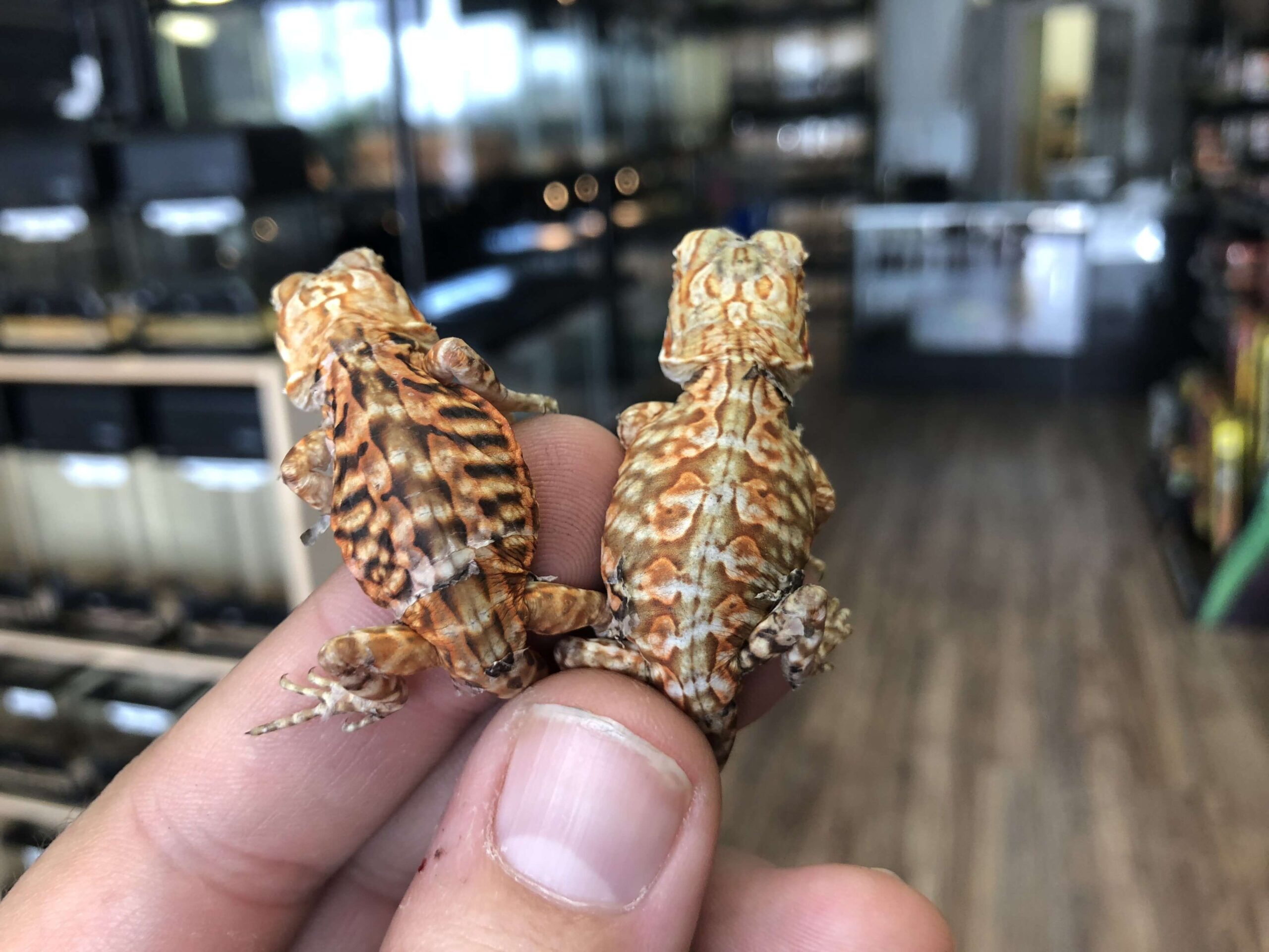 Silkback Bearded Dragon Baby (Online Only) — image 3