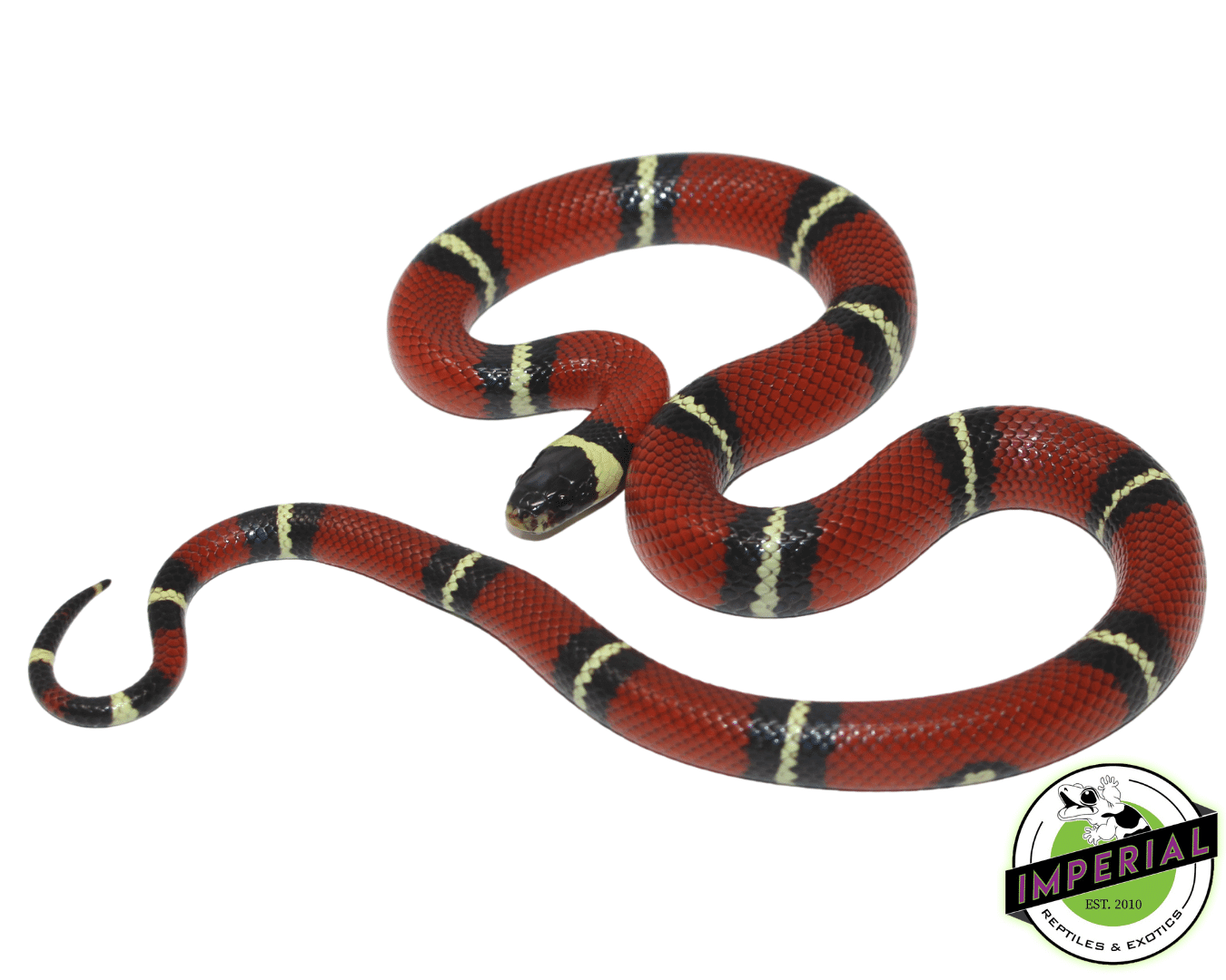 Sinaloan Milk Snake Baby