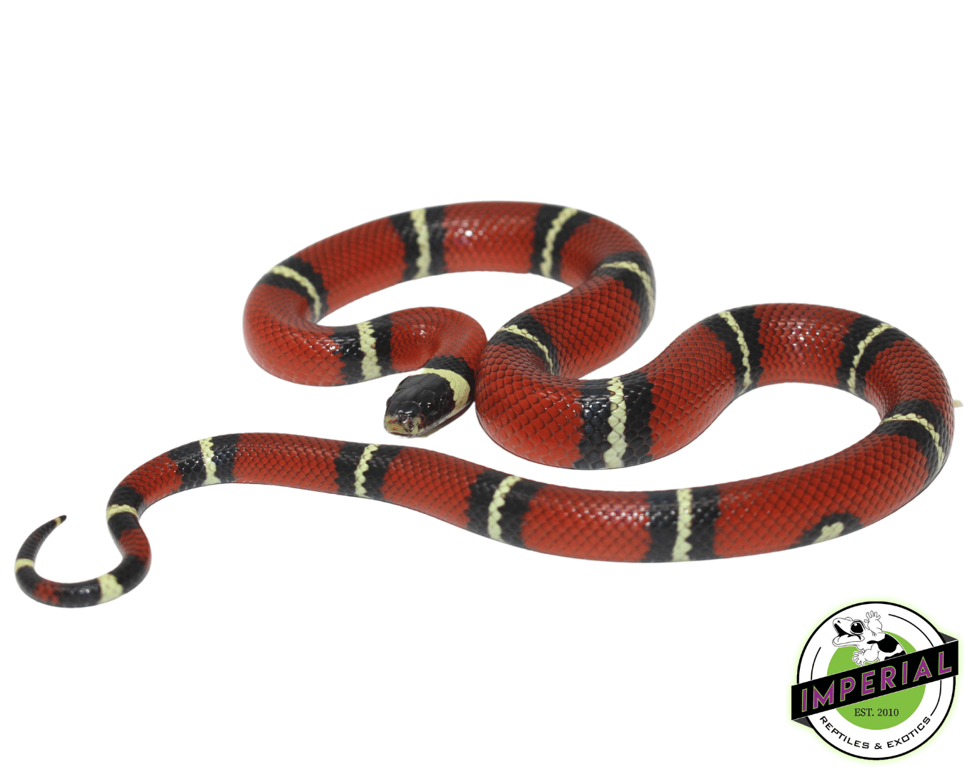 Sinaloan Milk Snake Baby — image 2