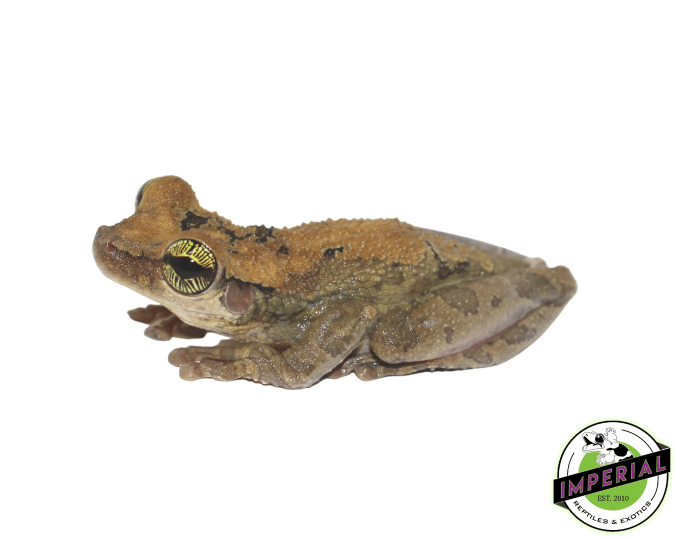 Slender Leg Tree Frog — image 2