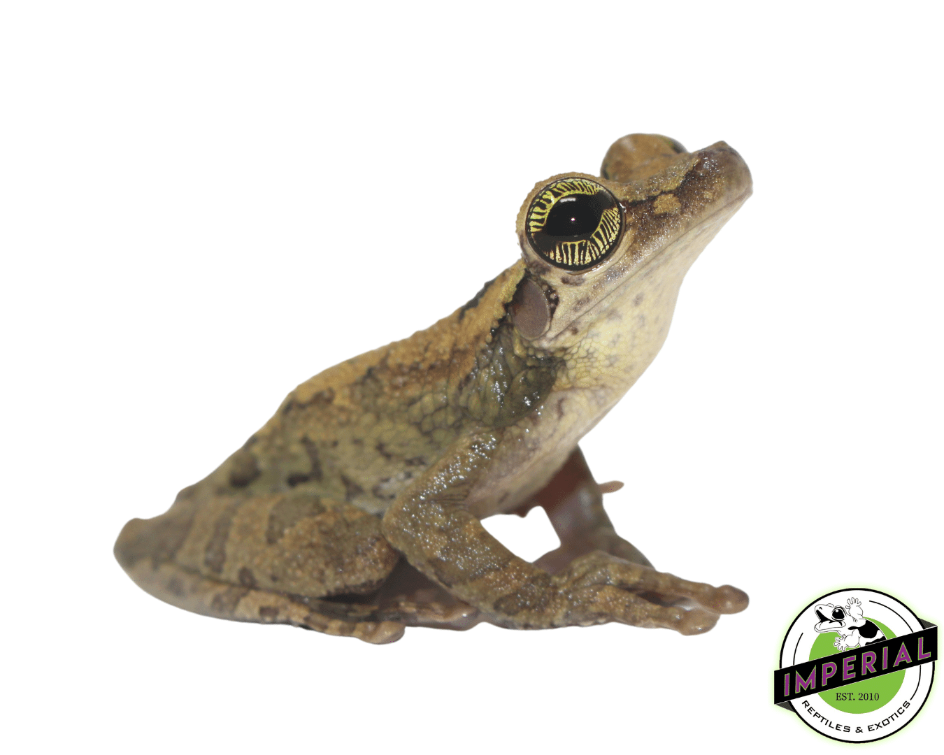 Slender Leg Tree Frog