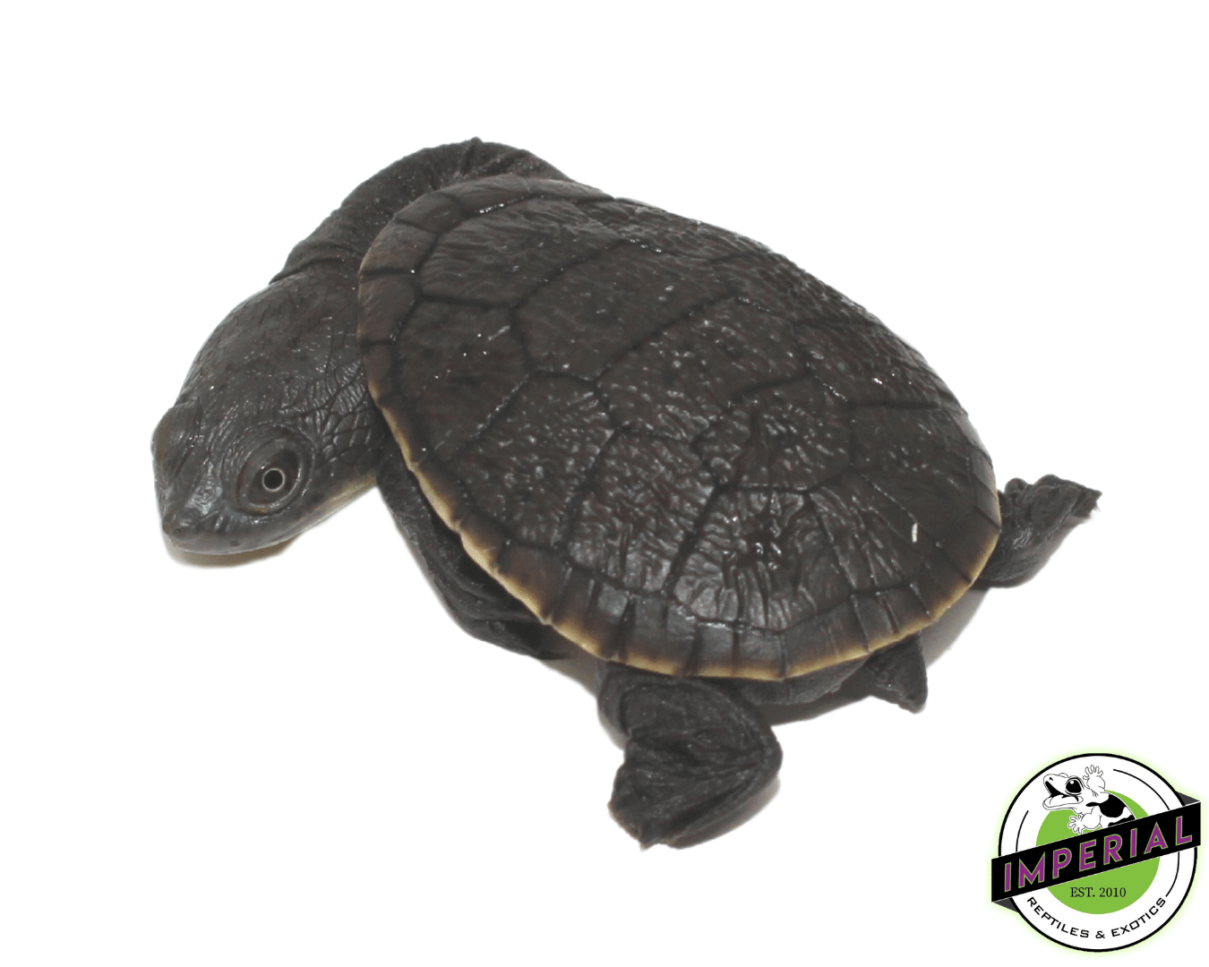 Snake Neck Turtle Baby — image 2